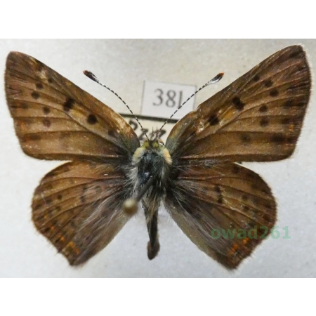 Lycaena tityrus (Poda, 1761) male Czerwończyk uroczek Czech38l